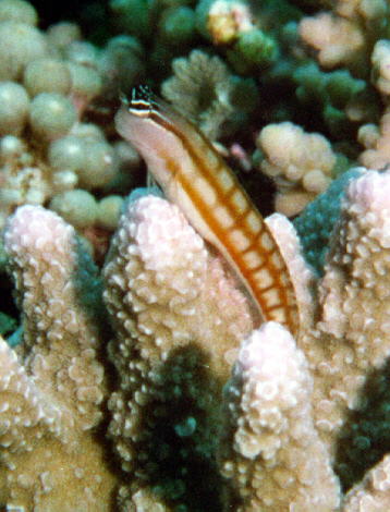 Ecsenius australianus